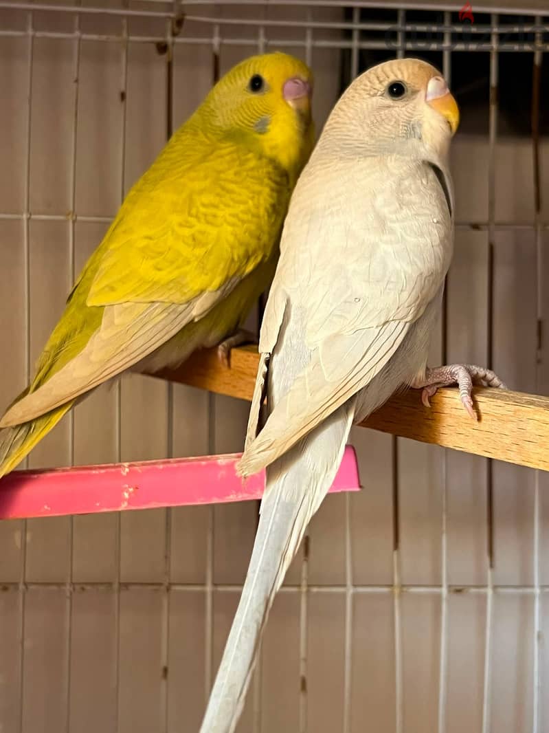 Joyful birds 01501127007 1