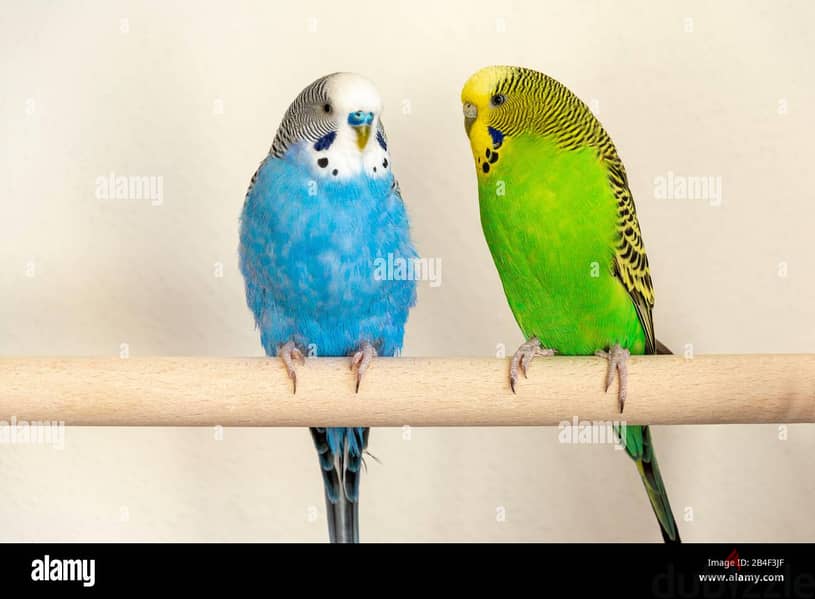 Joyful birds 01501127007 2