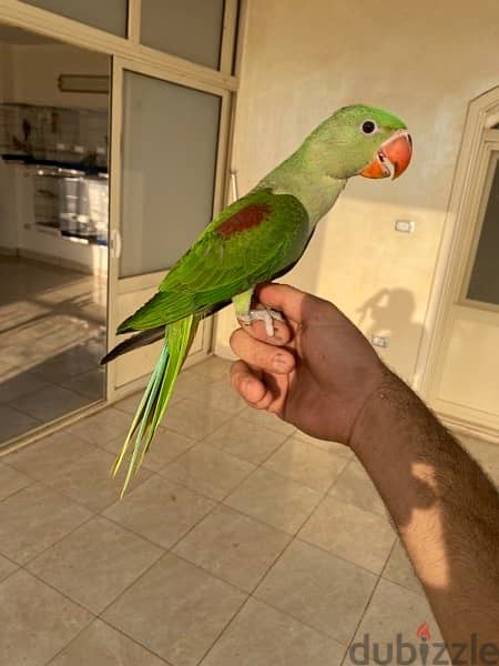 Joyful birds 01501127007 3