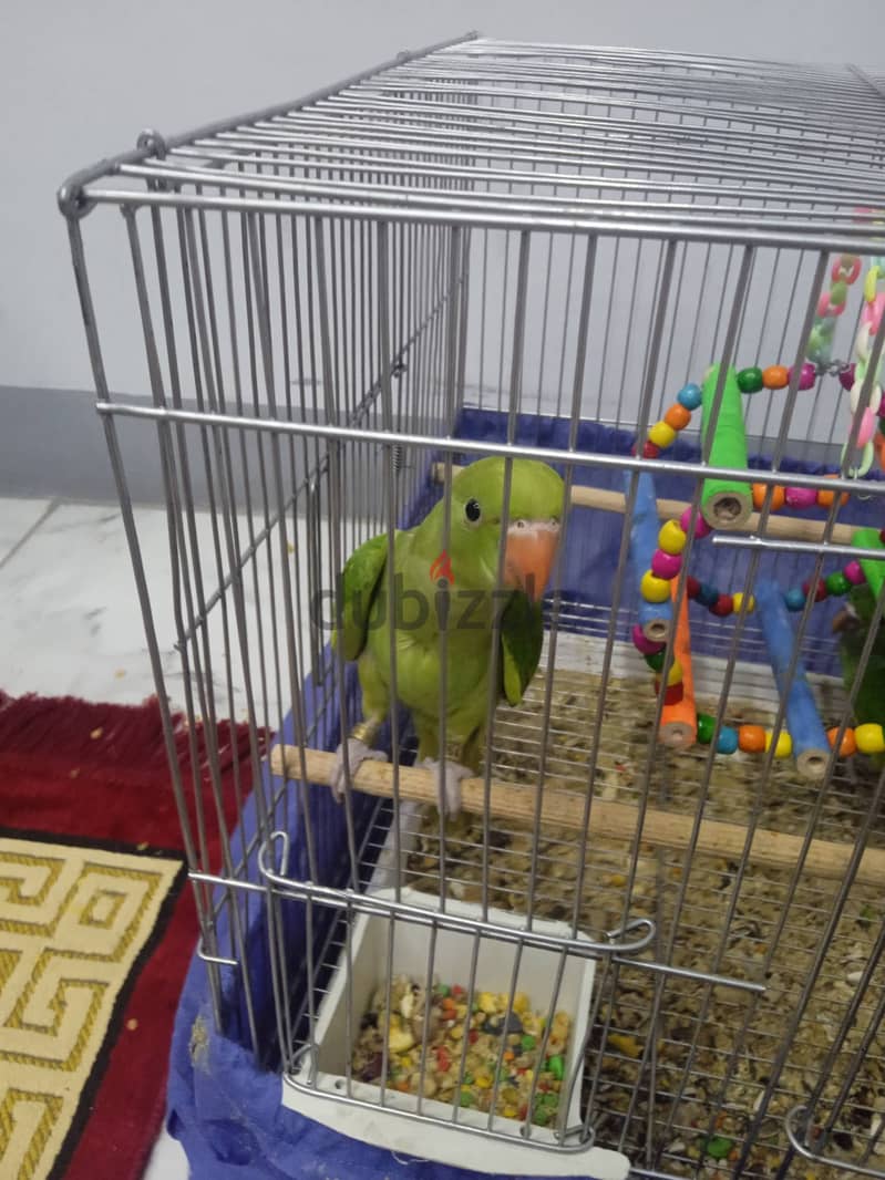 Joyful birds 01501127007 4