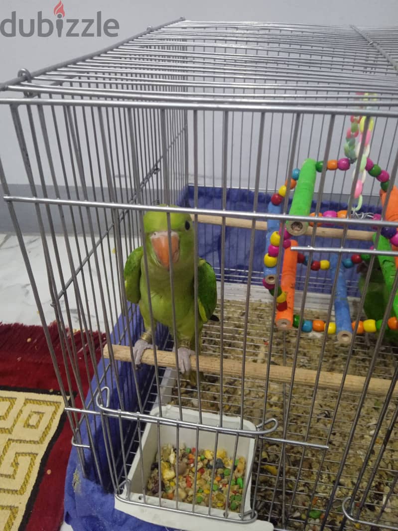 Joyful birds 01501127007 5