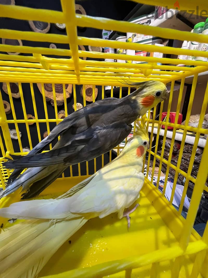 Joyful birds 01501127007 6