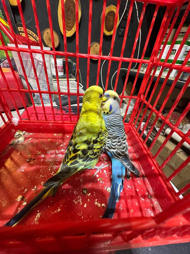 Joyful birds 01501127007 7