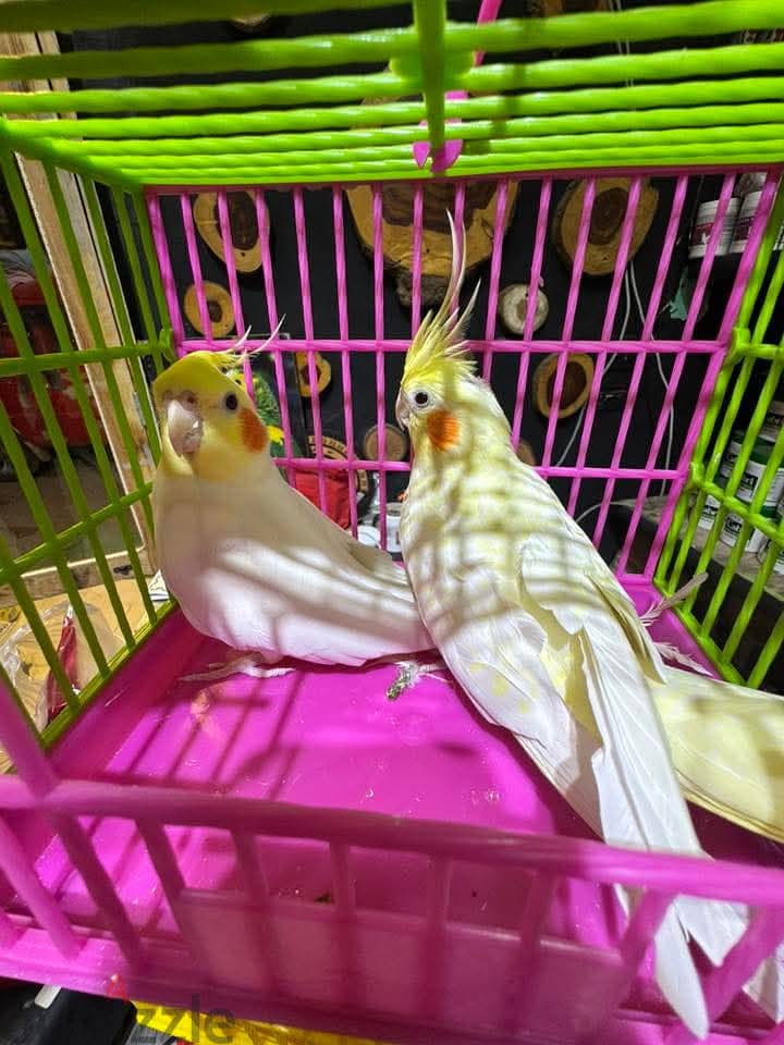 Joyful birds 01501127007 8