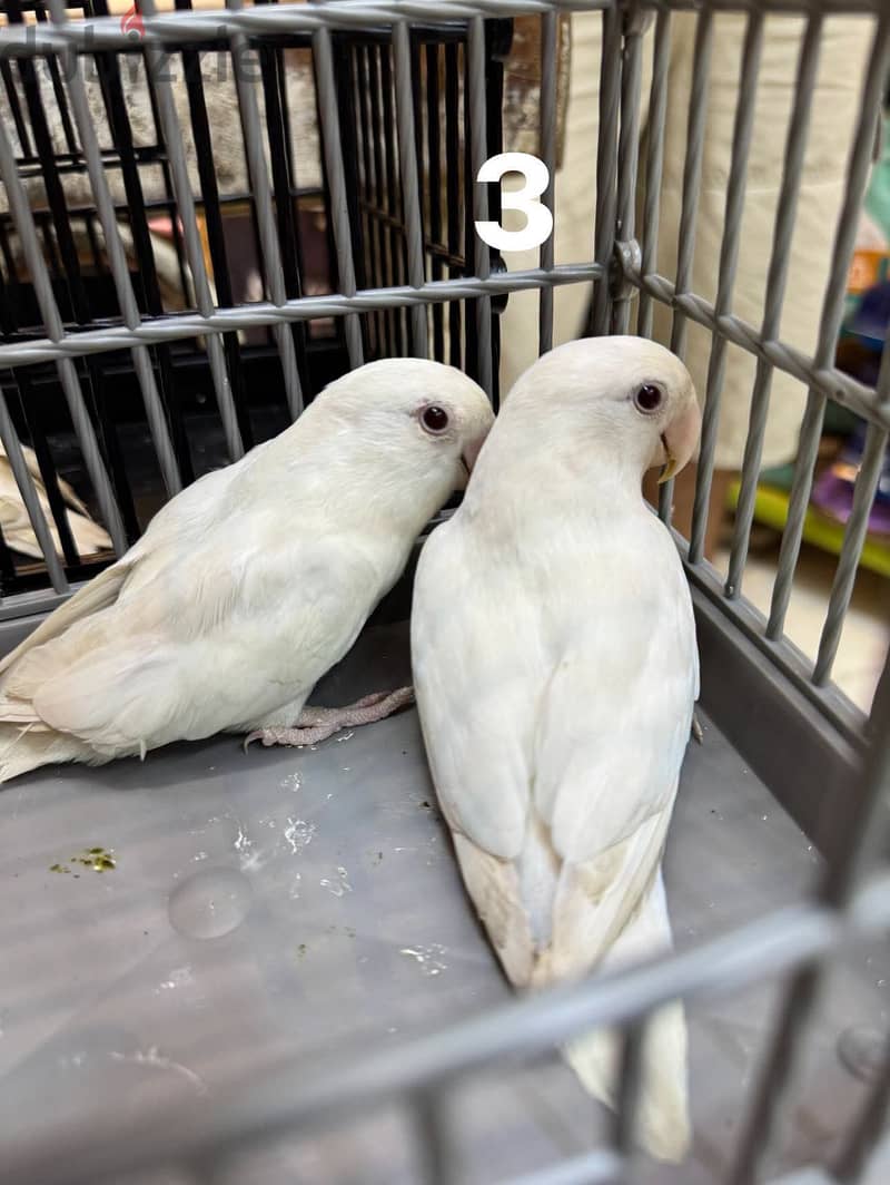 Joyful birds 01501127007 9