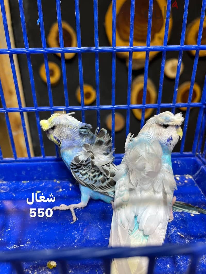 Joyful birds 01501127007 10