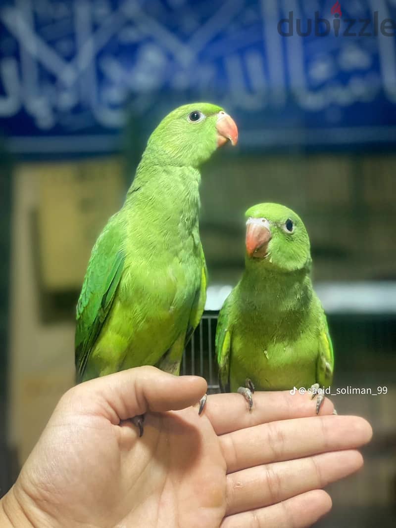 Joyful birds 01501127007 11