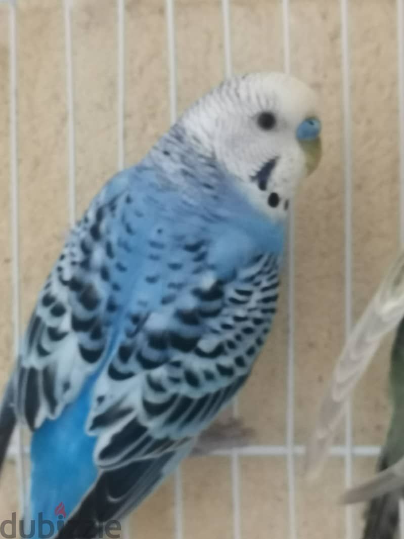 Joyful birds 01501127007 12