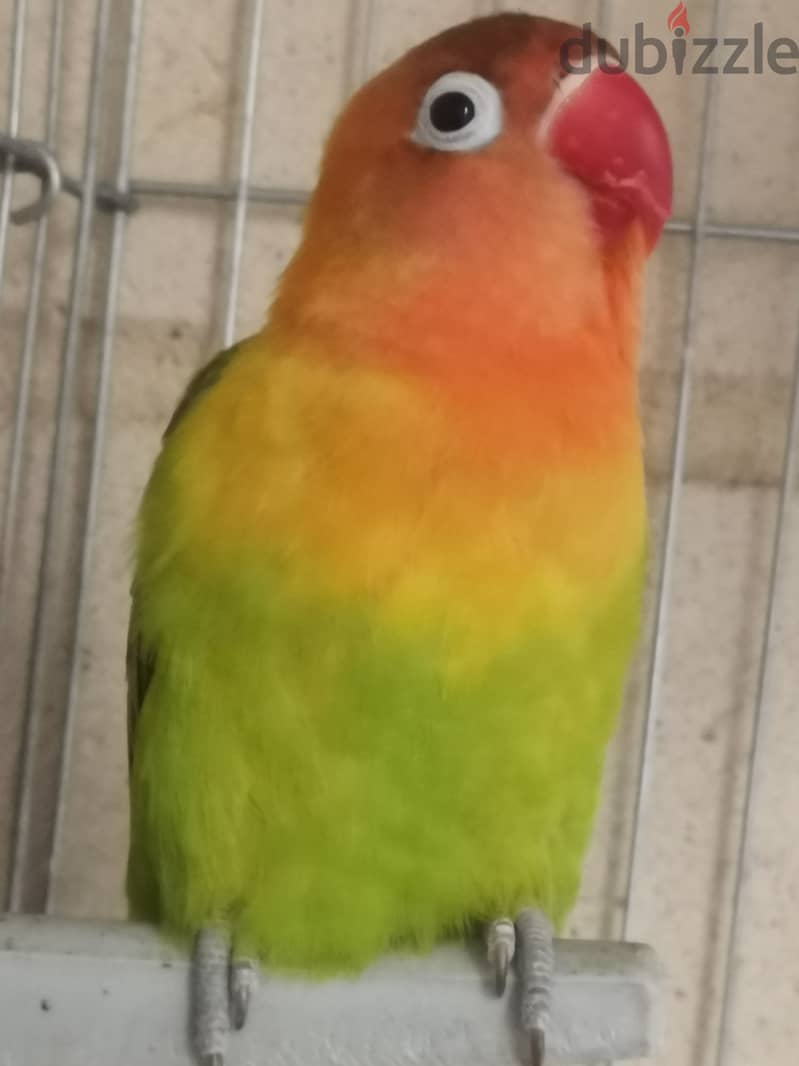 Joyful birds 01501127007 13