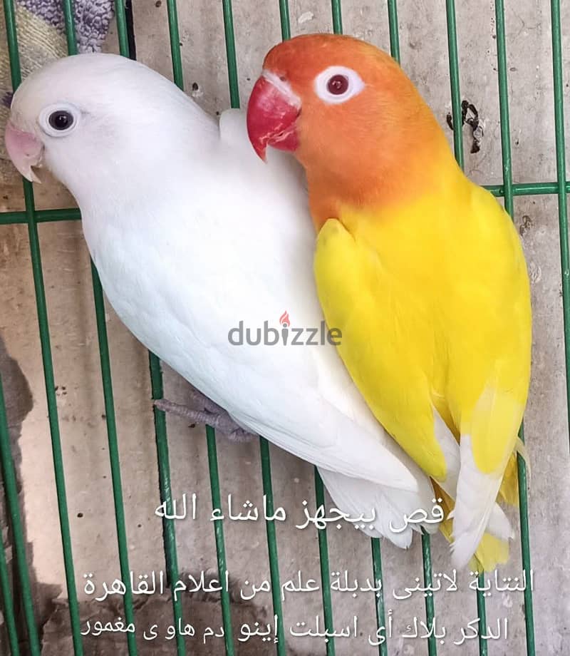 Joyful birds 01501127007 14