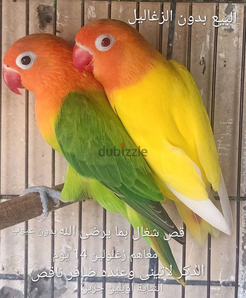 Joyful birds 01501127007 15