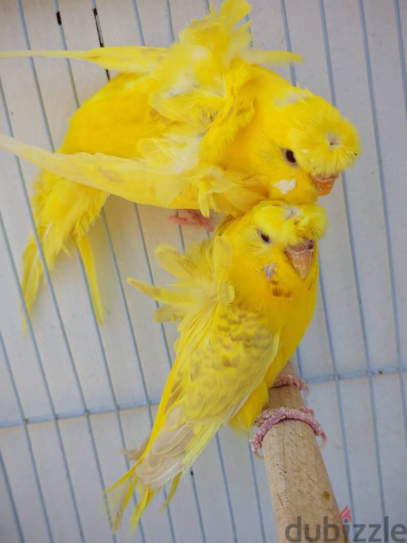 Joyful birds 01501127007 16