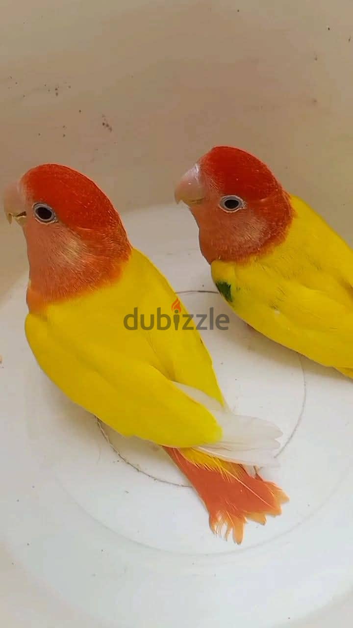 Joyful birds 01501127007 17