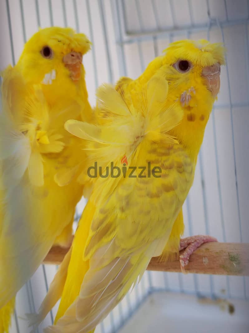 Joyful birds 01501127007 18