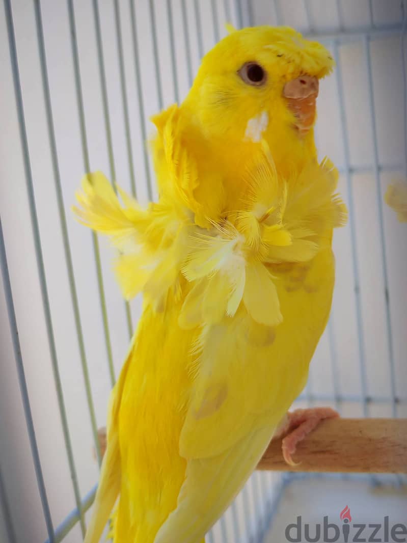 Joyful birds 01501127007 19