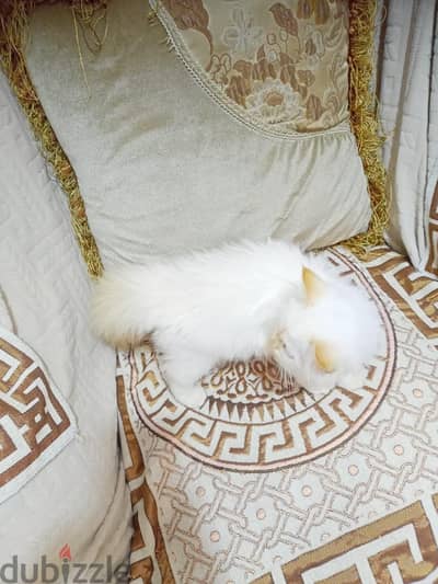 قطه هملايا اورنج