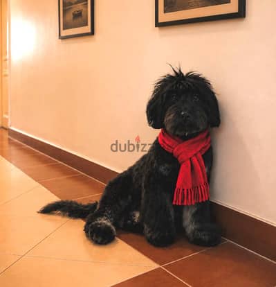 doodle من اندر الكلاب في مصر