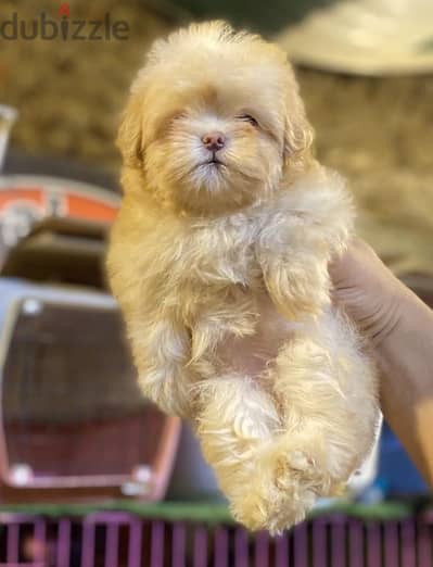 havanese puppies