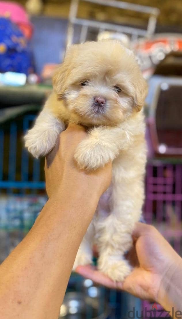 havanese puppies 2