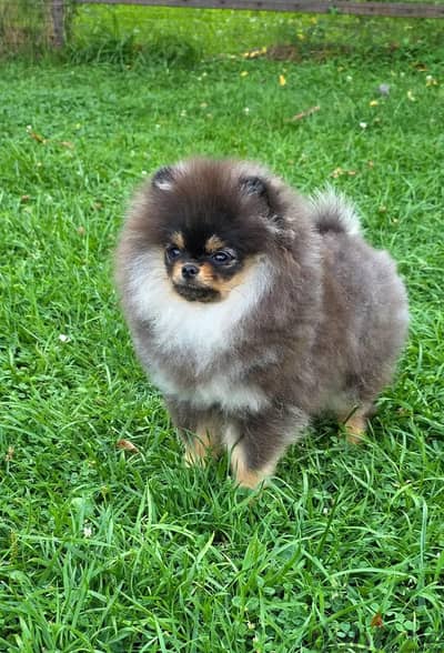 Pomeranian