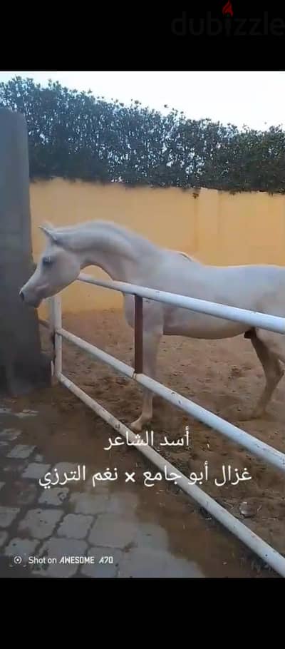 حصان عربي اصيل شهاده قويه جدا ومبايعه