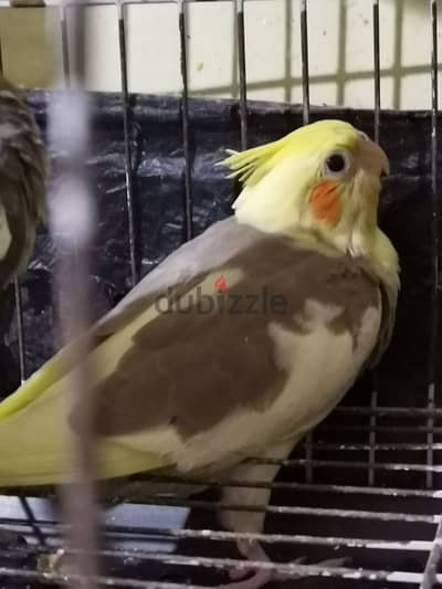 كوكتيل تاكيل يدوي ٢٥٠