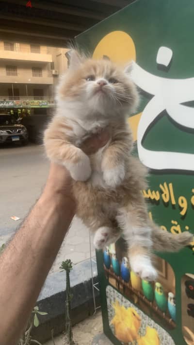 دباديب شيرازي