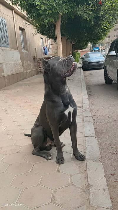 دكر كين كورسو