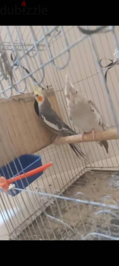 كوكتيل
