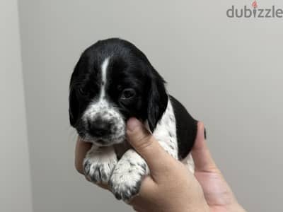 Mini Cocker Spaniel