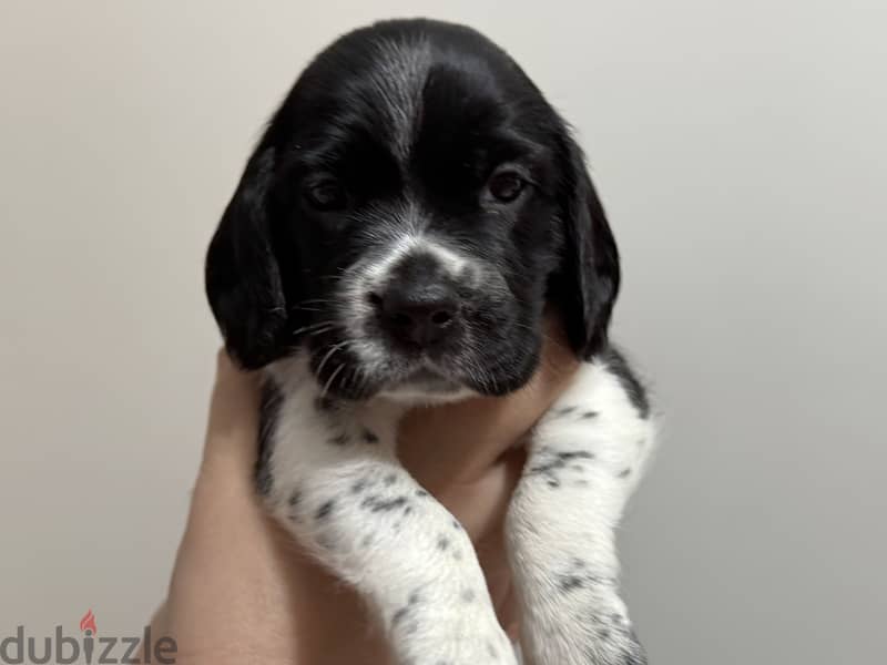 Mini Cocker Spaniel 1