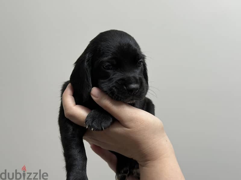 Mini Cocker Spaniel 2