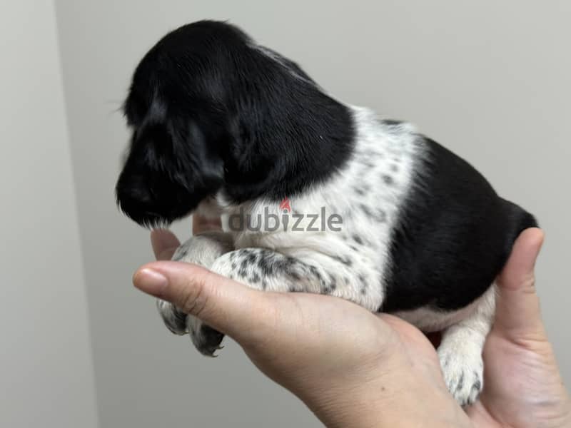 Mini Cocker Spaniel 3