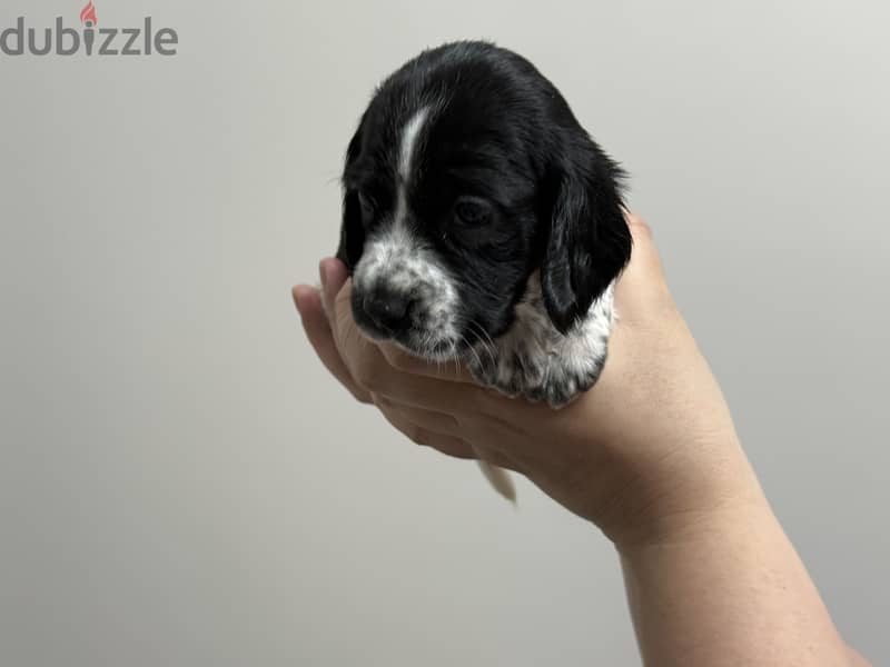 Mini Cocker Spaniel 4