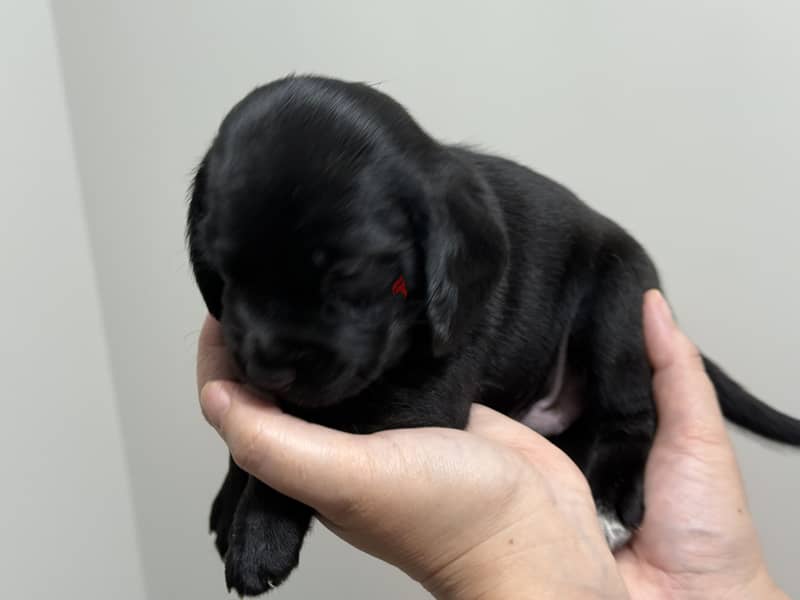 Mini Cocker Spaniel 5