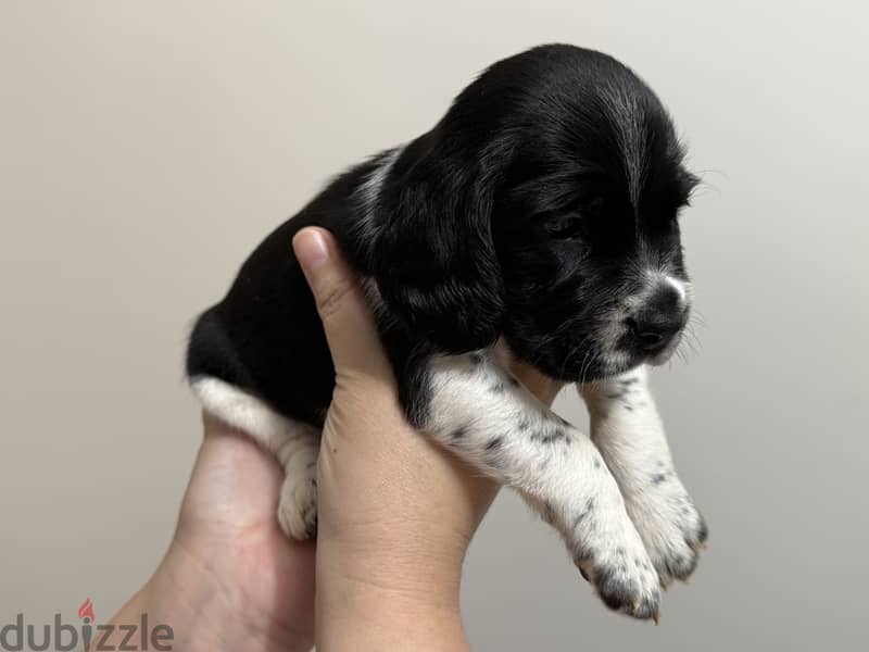 Mini Cocker Spaniel 6