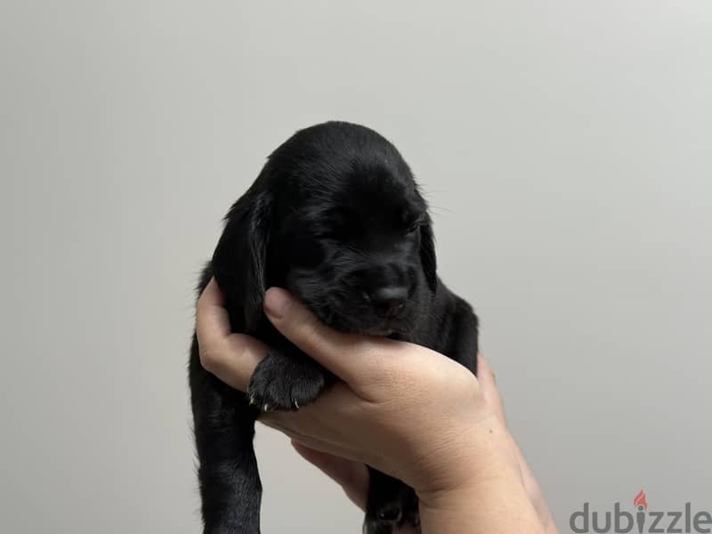 Mini Cocker Spaniel 7