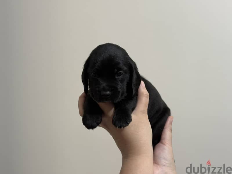 Mini Cocker Spaniel 8