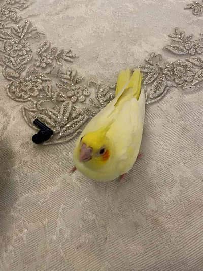 نور