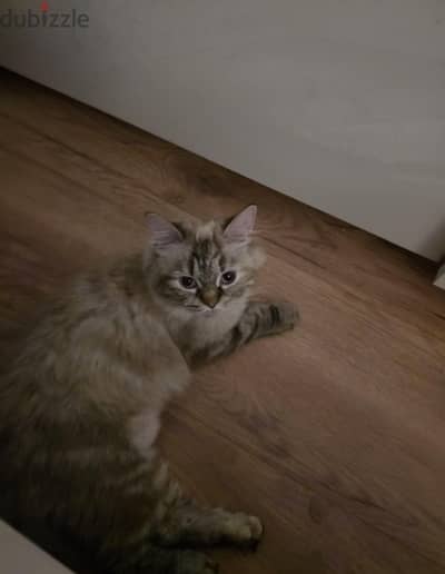 lynx point domestic long hair
