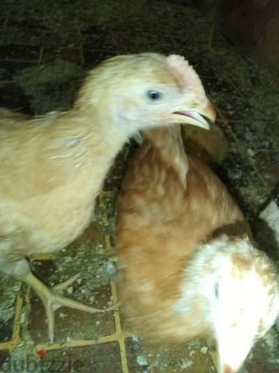 جوز رومى و فراخ صغيره عمر شهرين و نص