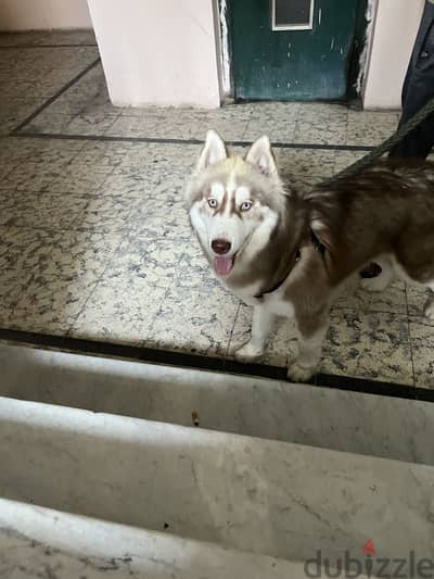Lokky