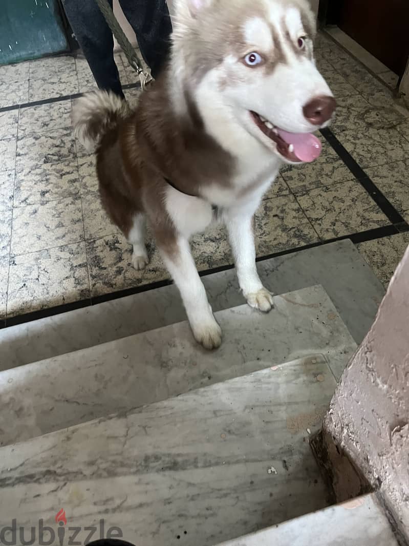 Lokky 2
