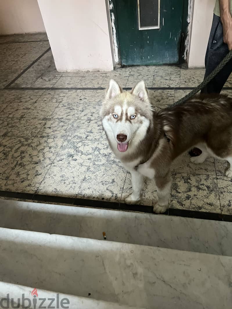 Lokky 4