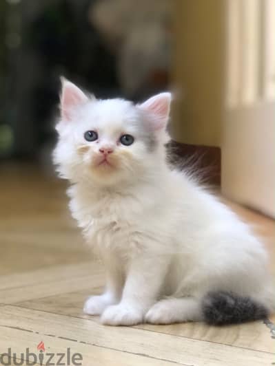 Shirazi kitten female short tail - قطة شيرازي بنت