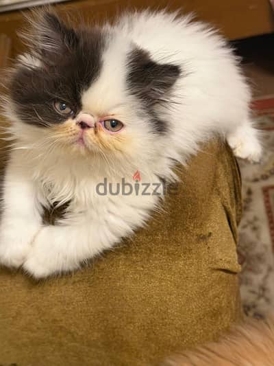 ذكور زراير
