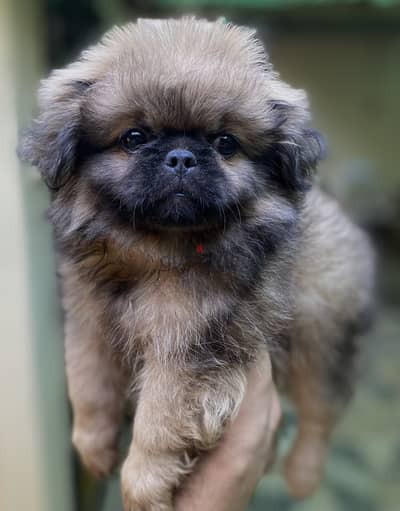 Pekingese  بيكينيز Pikinwa بيكنواه