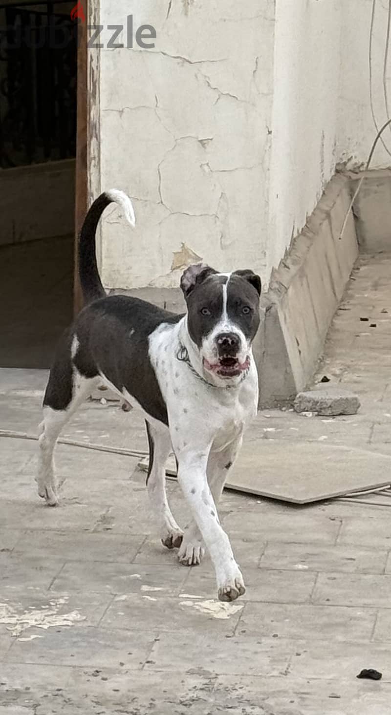 pitbull 2