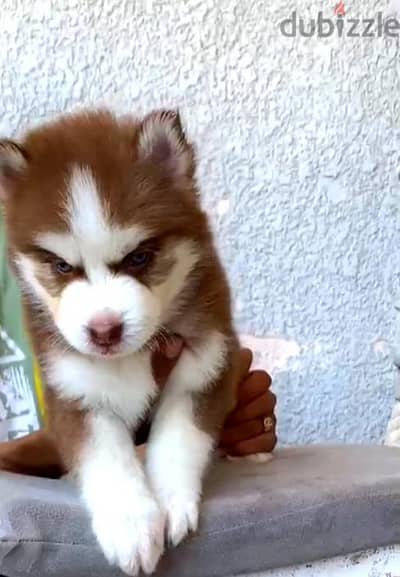 جراوي هاسكي للبيع  husky puppies