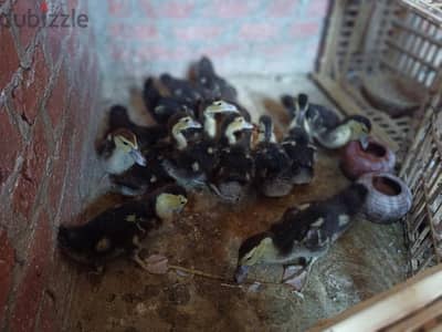 بط بلدي مورجان